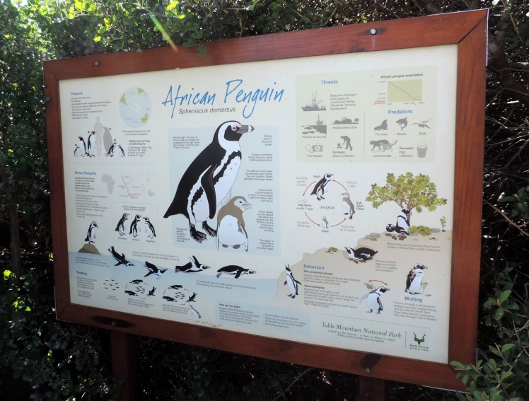 Pinguins-africanos - Boulders Beach
